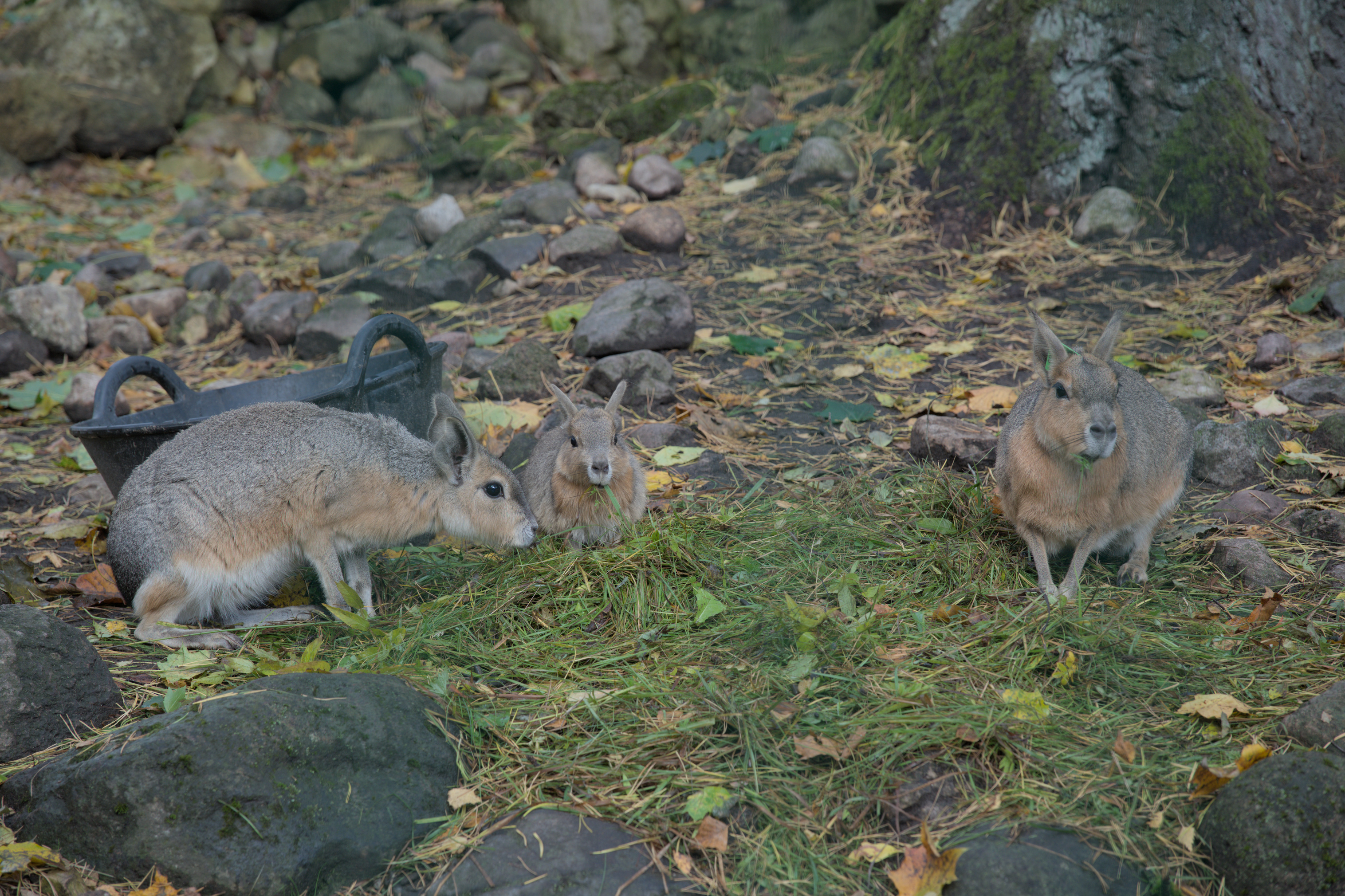 2025/10/12 - zoo/DSC_0017.jpg